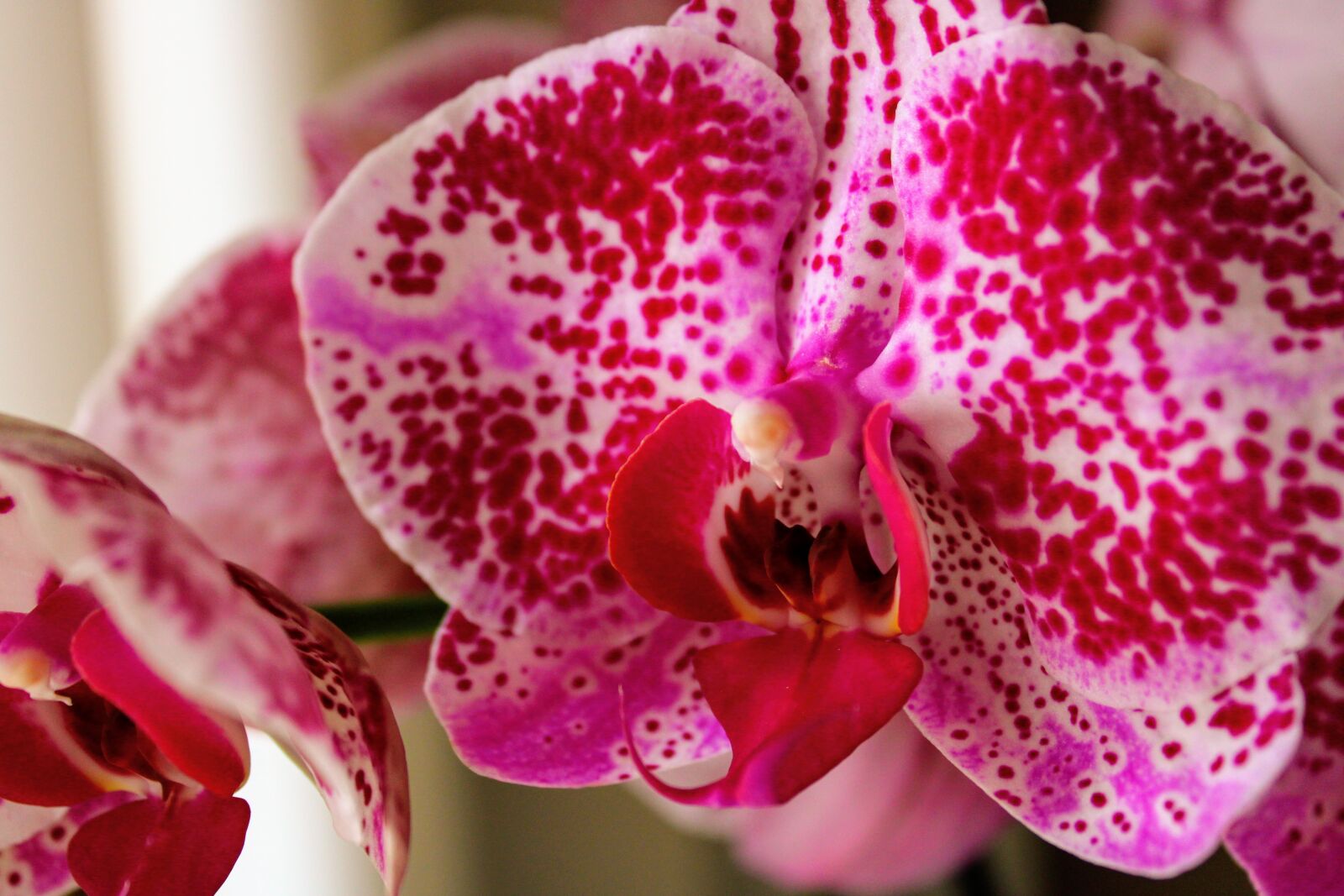 Canon EOS 2000D (EOS Rebel T7 / EOS Kiss X90 / EOS 1500D) sample photo. Orchid, phalaenopsis, tropical photography