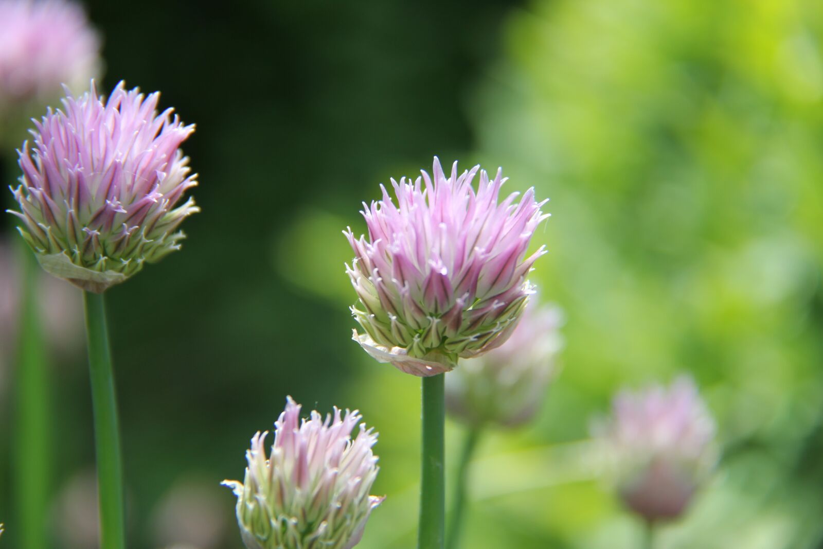 Canon EF-S 18-200mm F3.5-5.6 IS sample photo. Nature, plant, summer photography