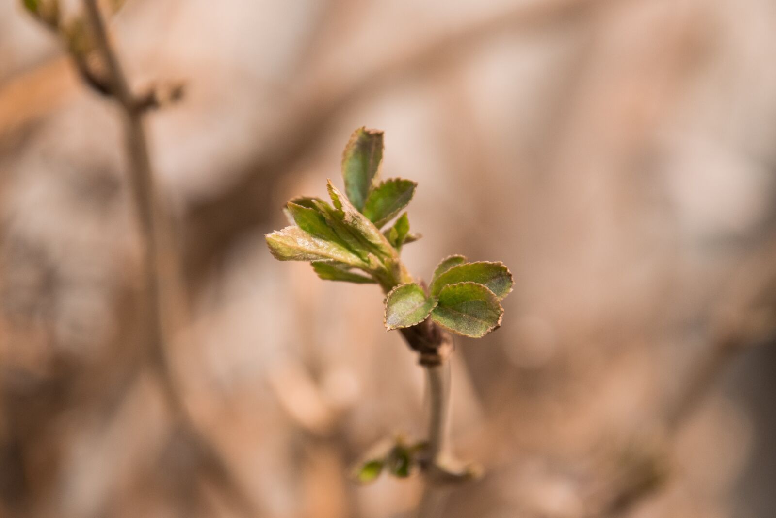 Nikon D3300 sample photo. Nature, plant, leaf photography