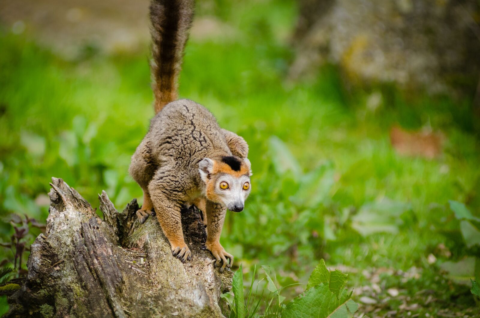 Nikon D7000 sample photo. Animal, blur, close-up photography