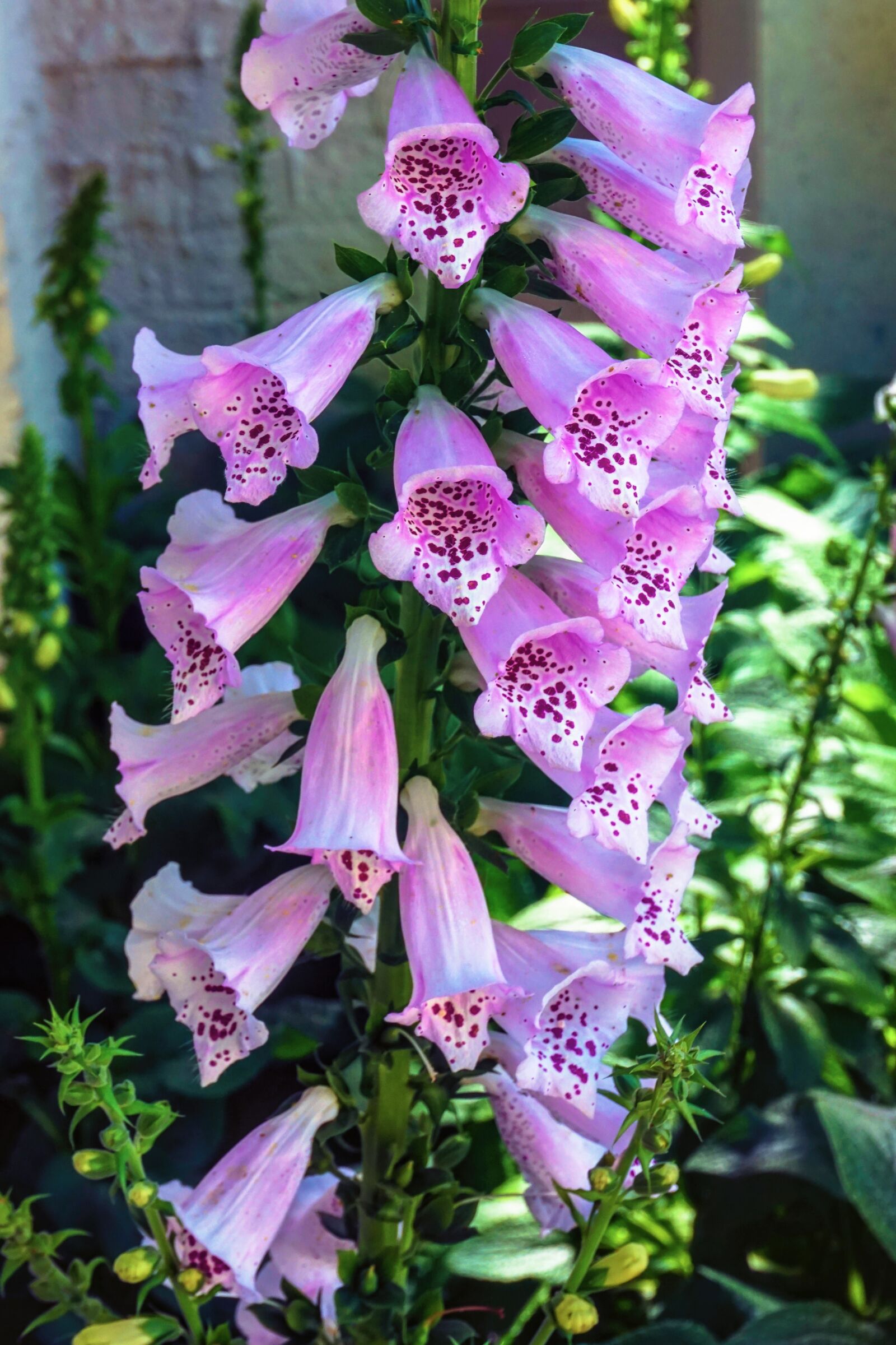 Sony a6300 sample photo. Foxgloves, digitalis, pink photography