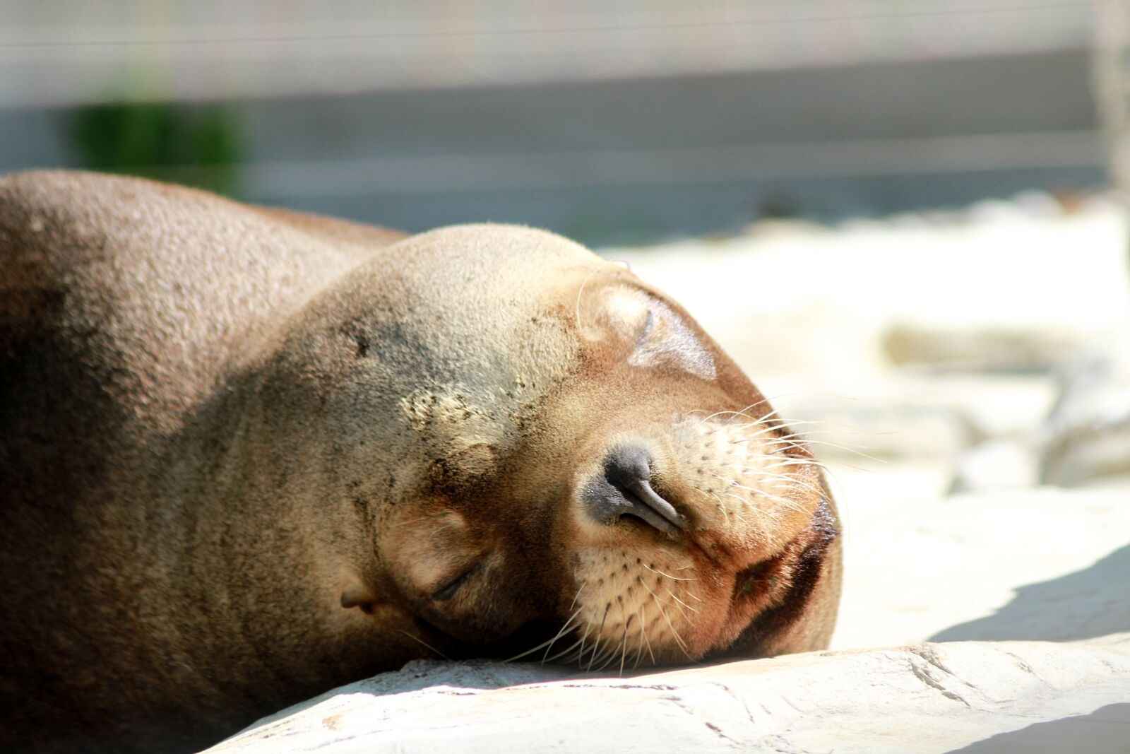 Canon EOS 7D sample photo. Nap, zoo, animal photography