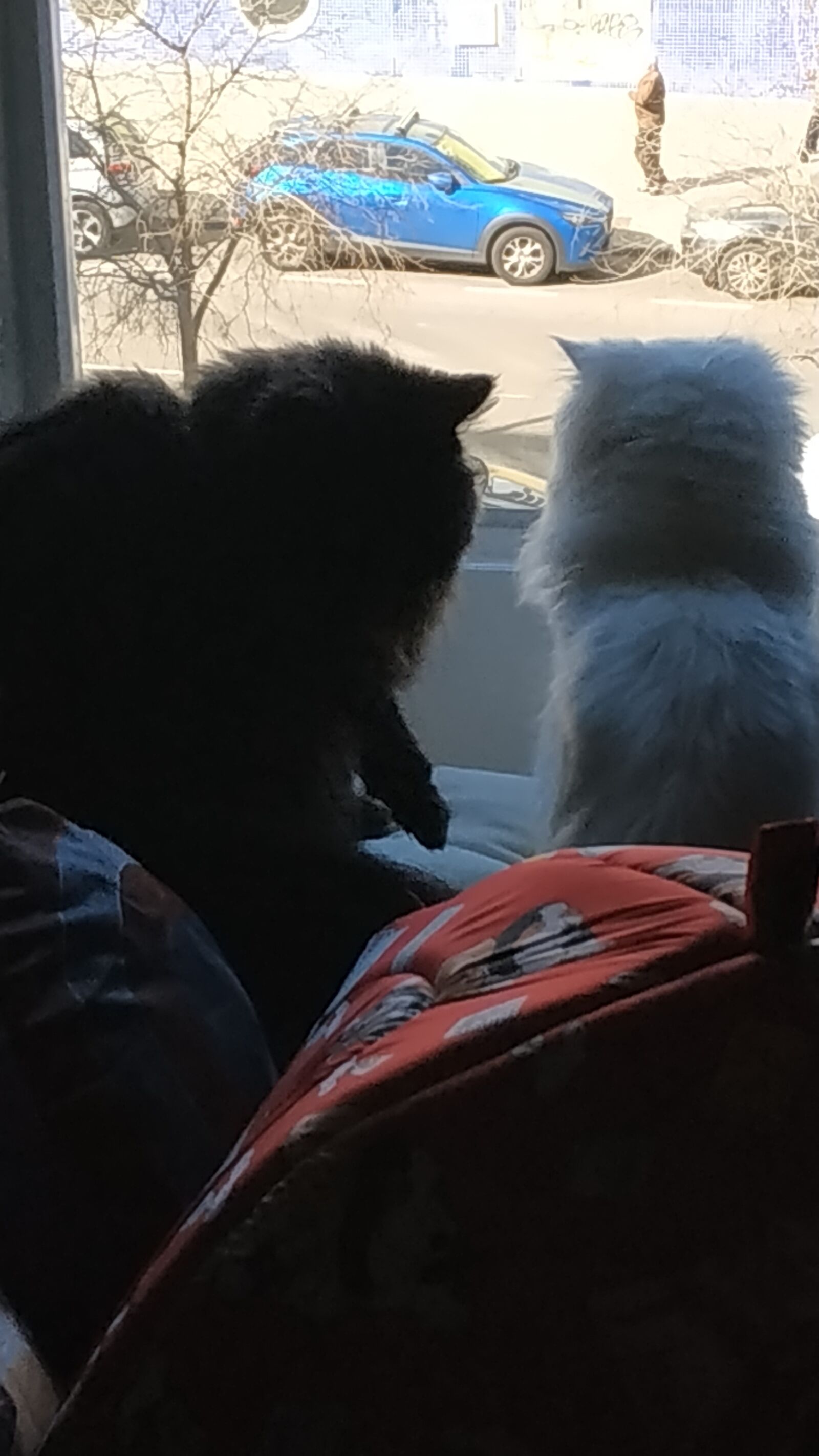 Xiaomi Redmi Note 5 sample photo. Cats, window, persian photography