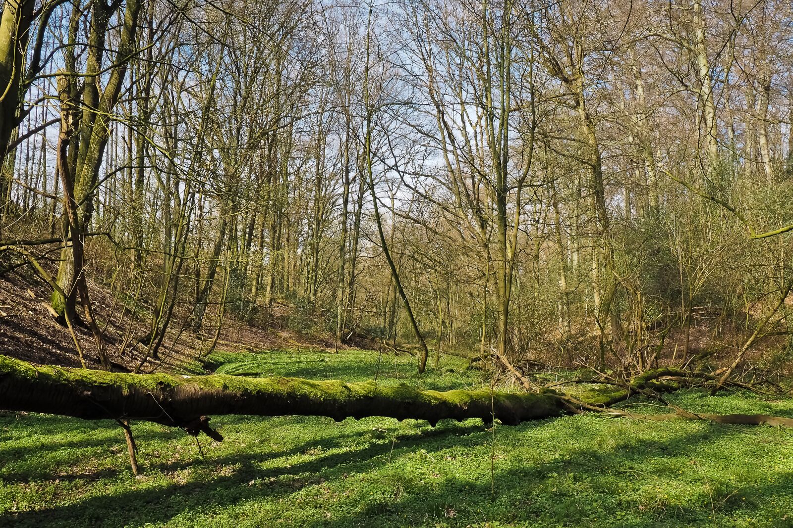 Olympus OM-D E-M10 sample photo. Forest, landscape, bach photography