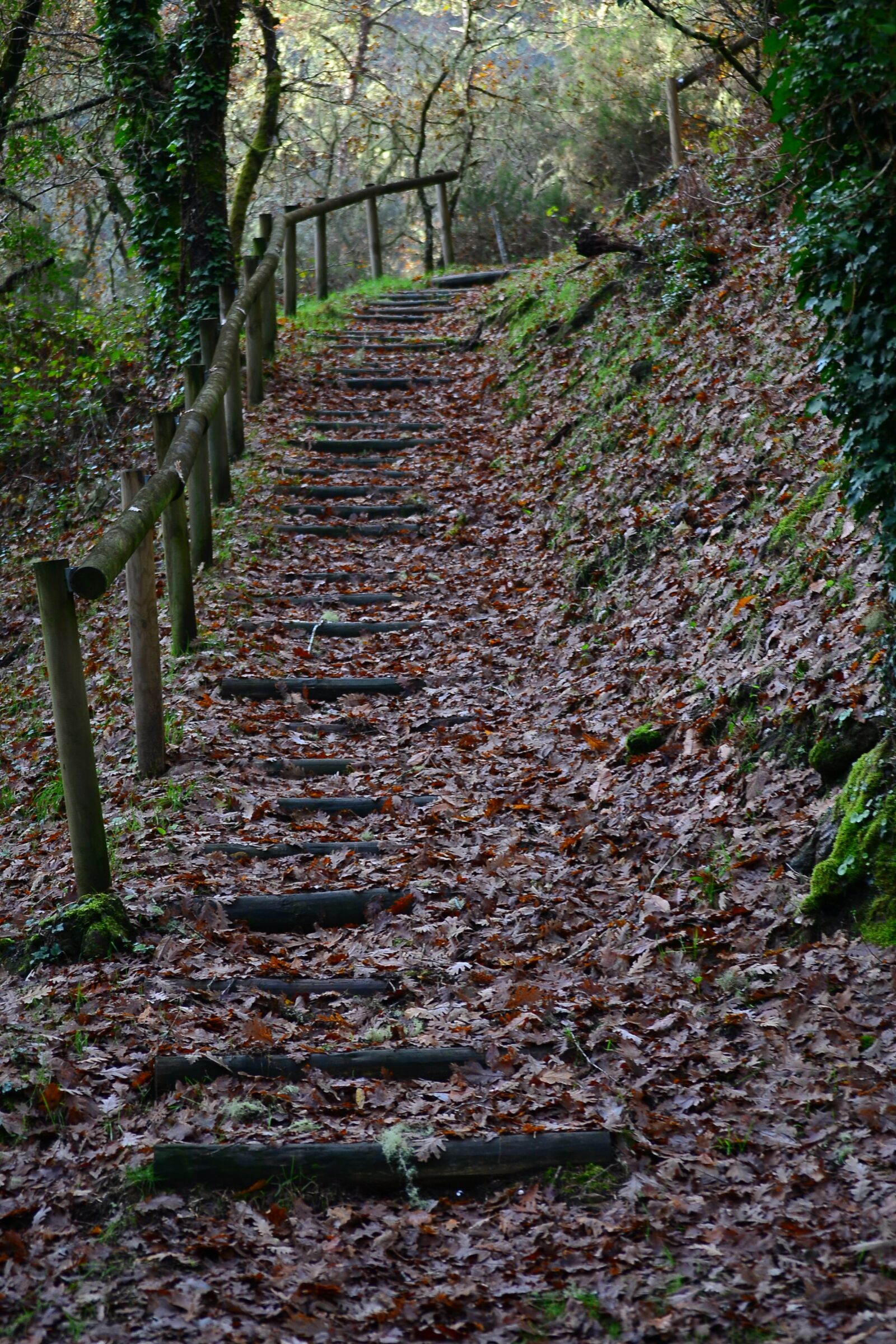 Nikon D3100 sample photo. Ladder, landscape, autumn photography