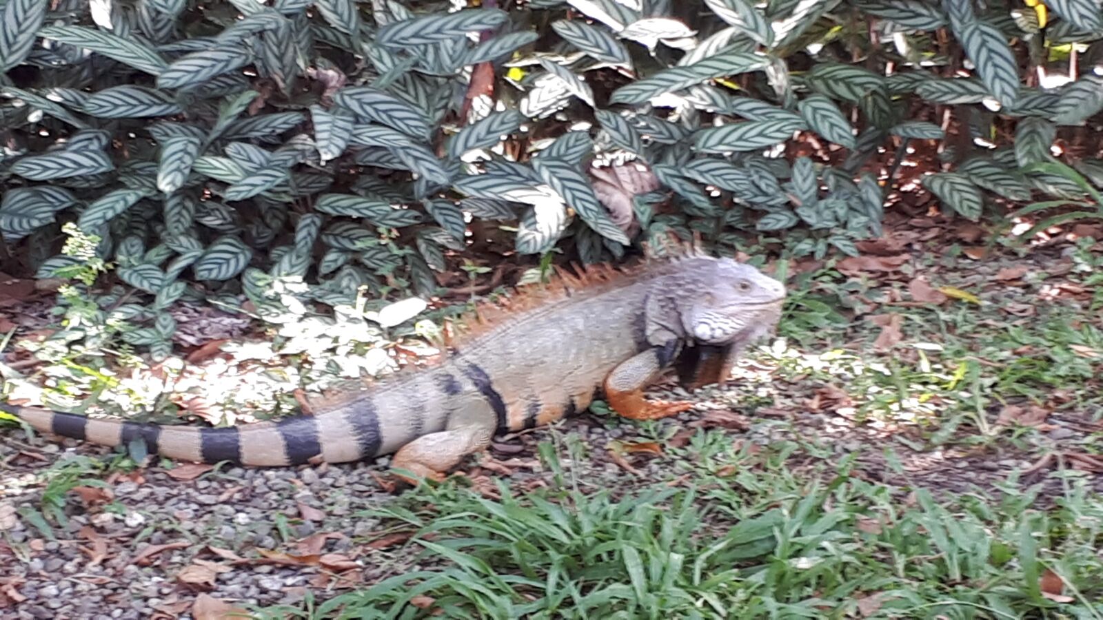 Samsung Galaxy A5(2017) sample photo. Animal, nature, outdoors photography