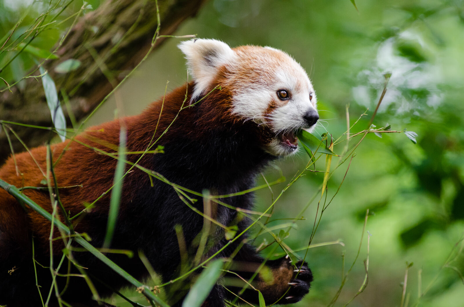 AF Zoom-Nikkor 80-200mm f/2.8 ED sample photo. Brown, and, white, wolverine photography