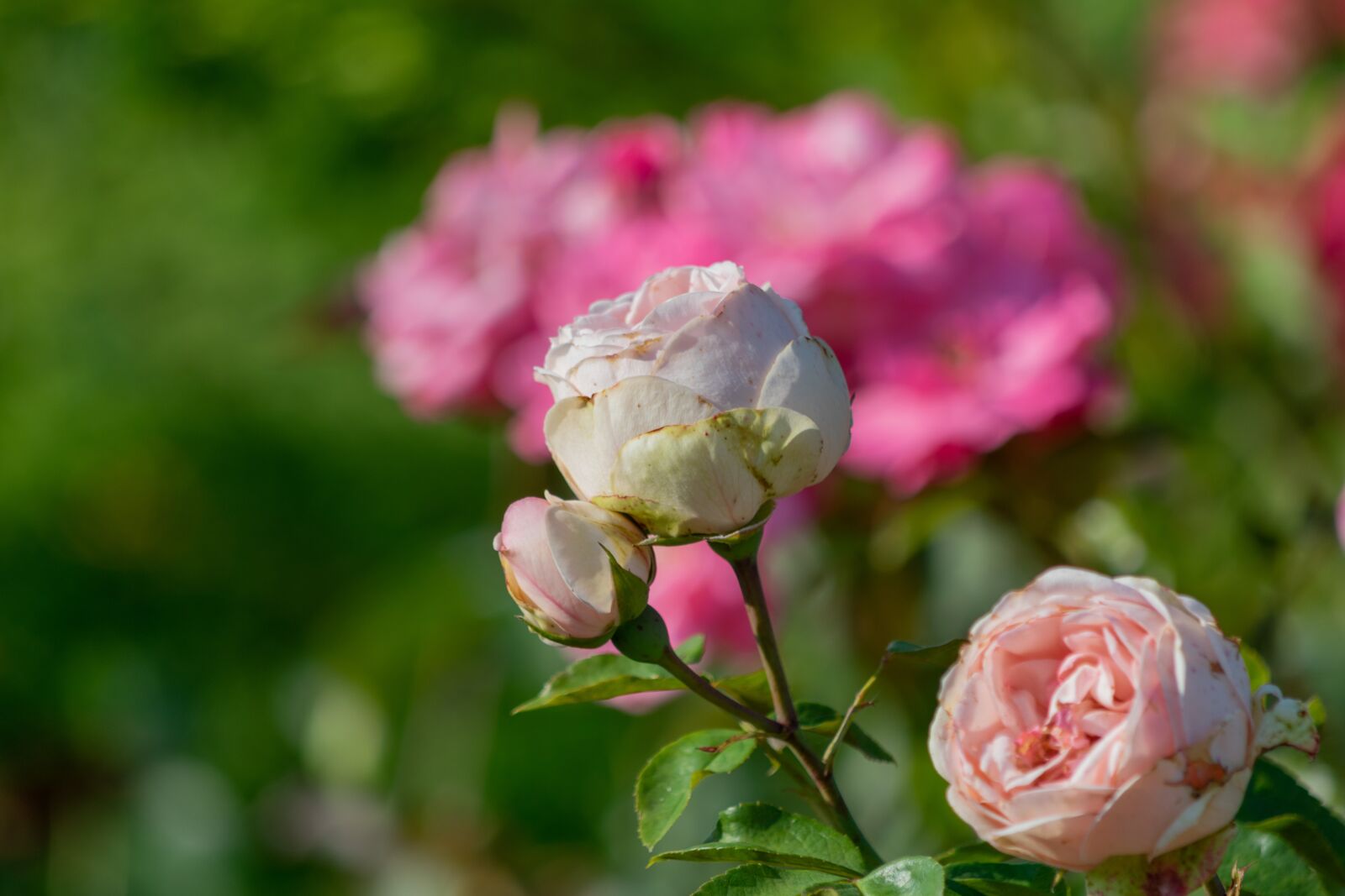 Nikon D3300 sample photo. Flower, garden, flowers photography