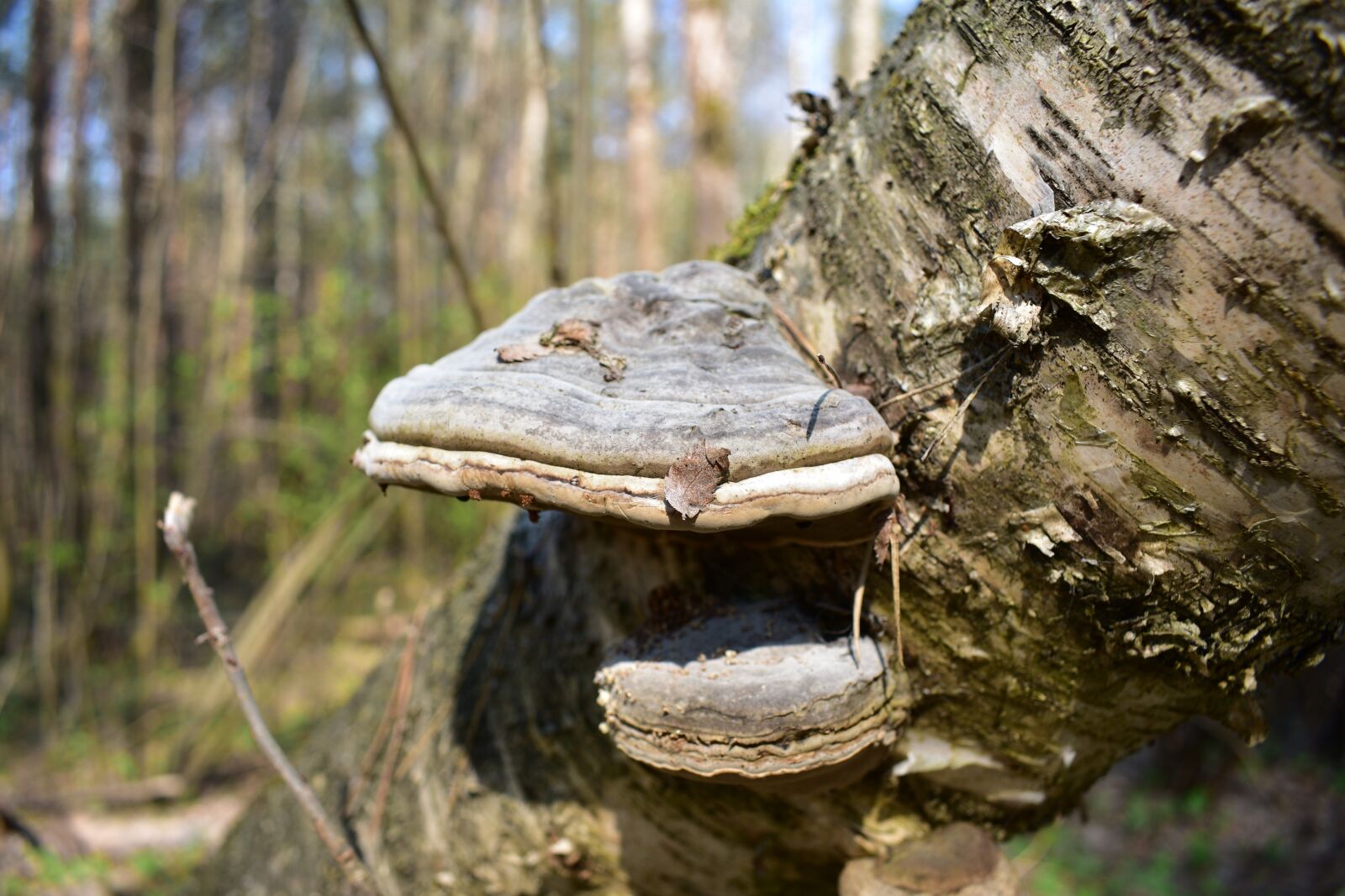 Nikon D3400 sample photo. Tinder fungus, mushroom, tree photography