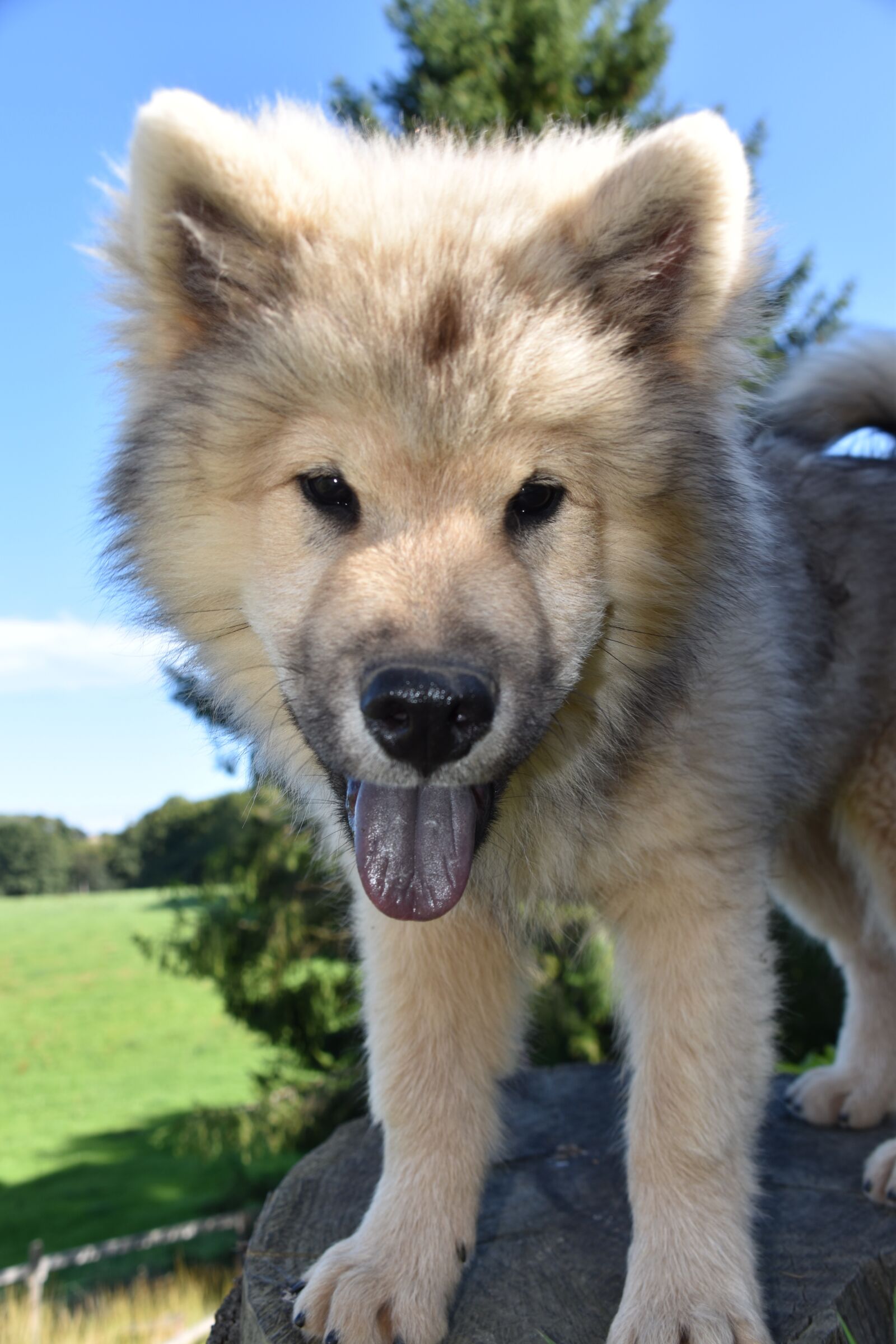 Nikon D5600 sample photo. Dog, young dog eurasier photography