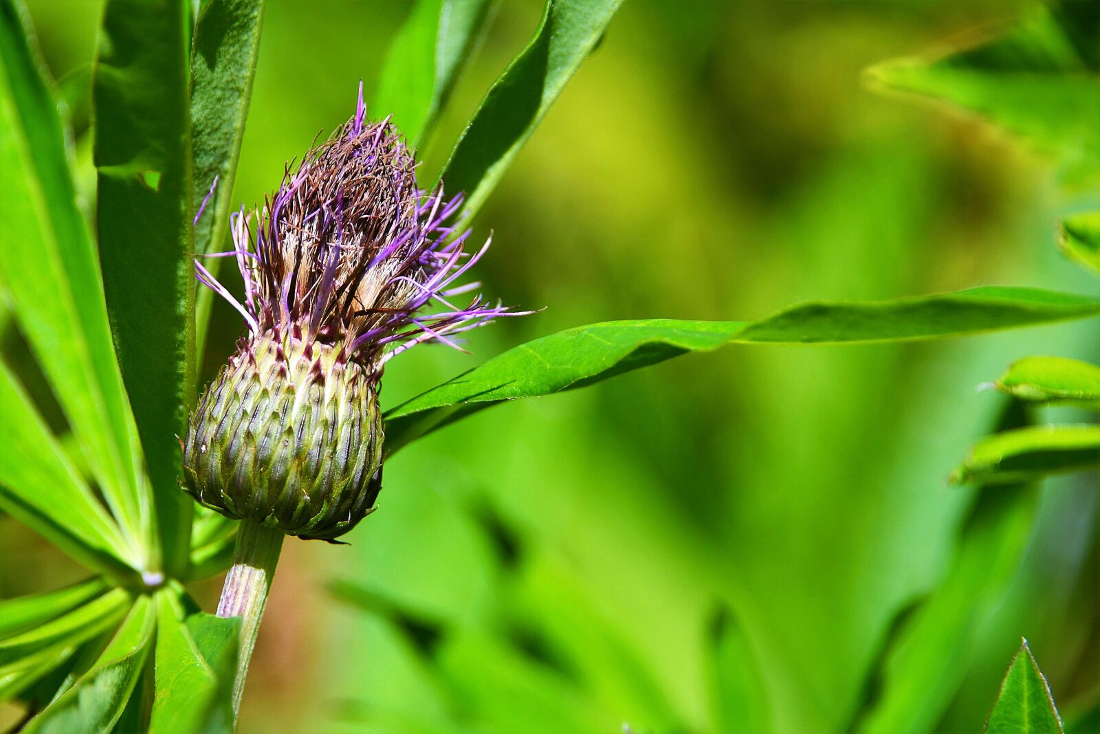 Nikon D610 sample photo. Wegdistel, faded, meadow photography