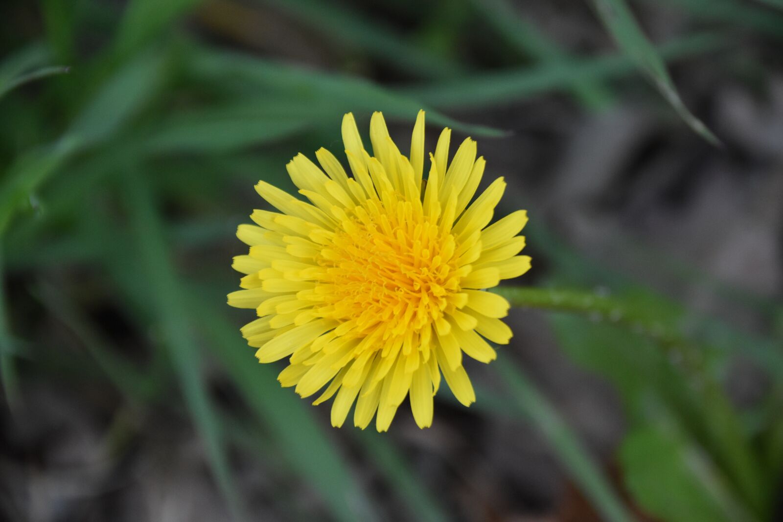 Nikon D5600 sample photo. Flower, dandelion, flower color photography