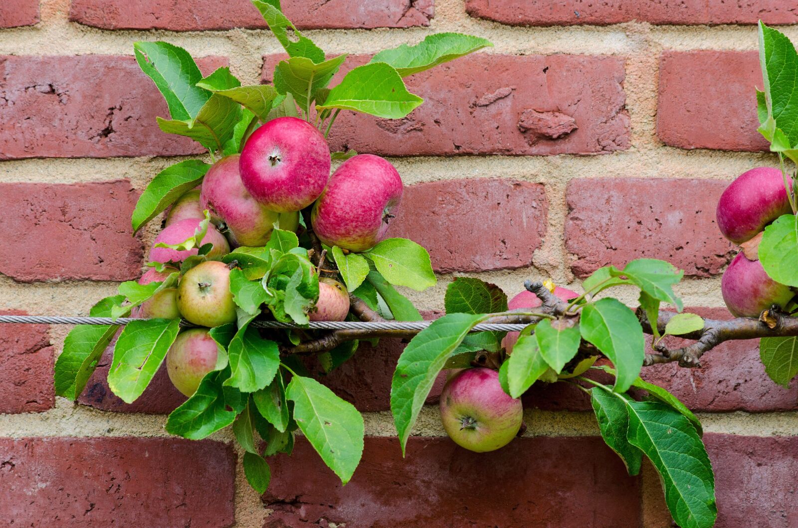 Nikon D5100 sample photo. Apple, espalier fruit, fruit photography