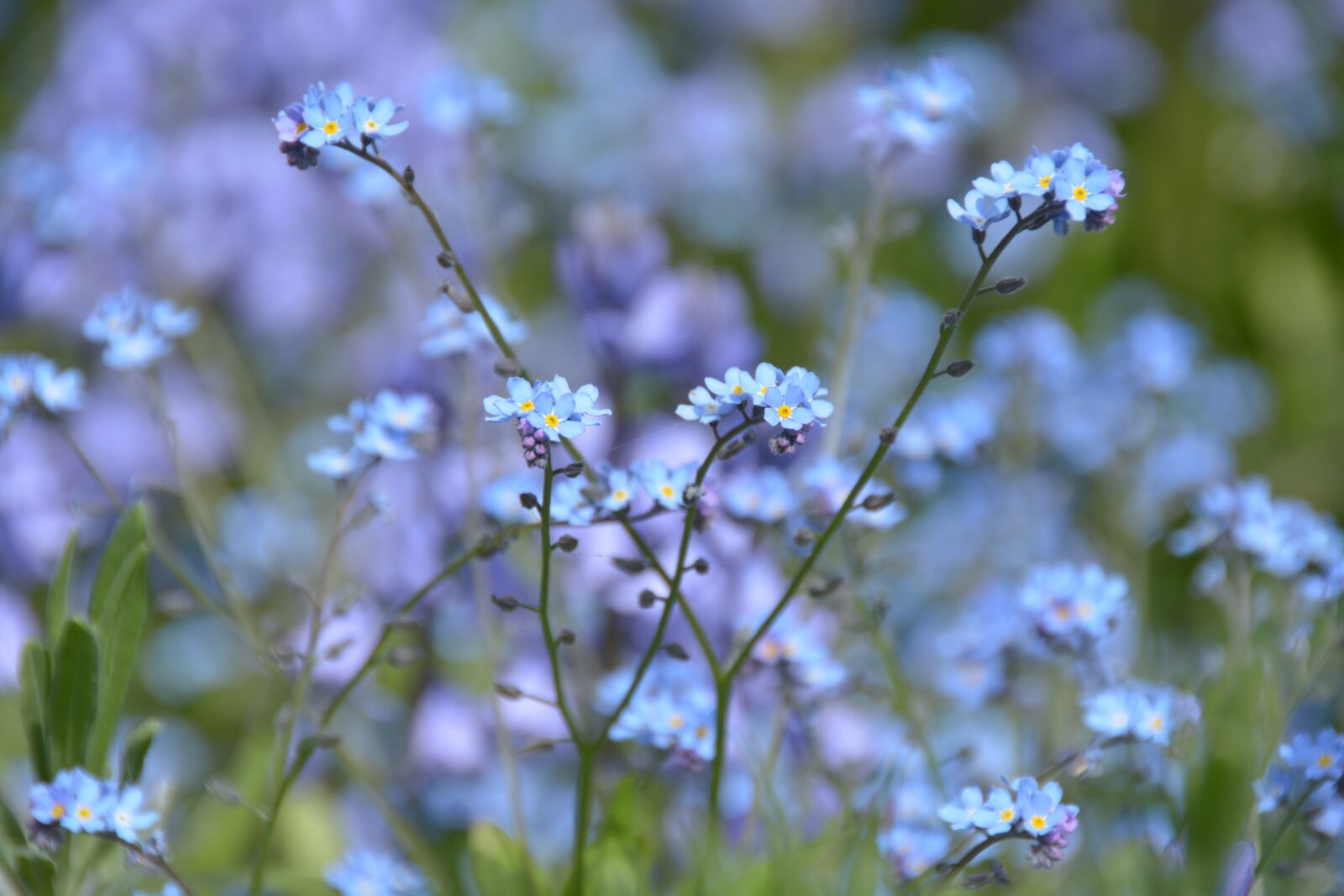 Nikon D7100 sample photo. Flower, blue, forget me photography
