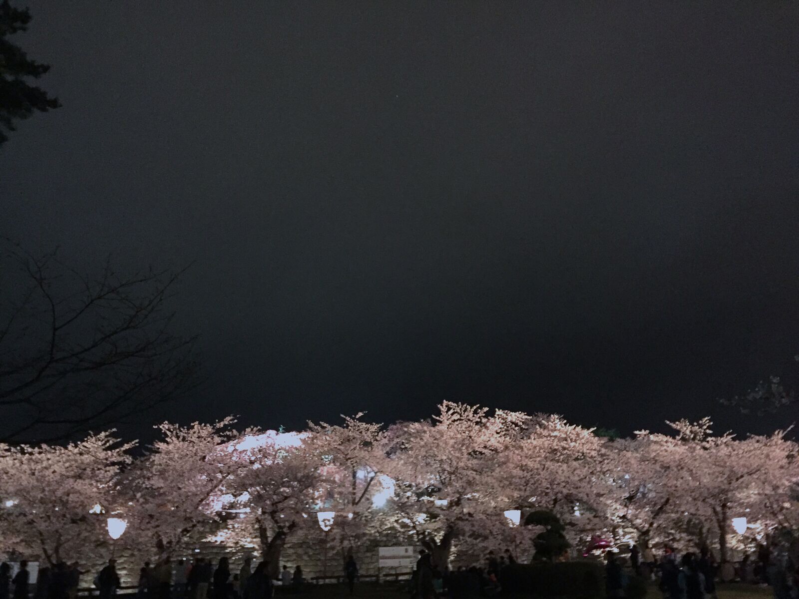 iPhone 6 back camera 4.15mm f/2.2 sample photo. Do night, dark, blossoms photography