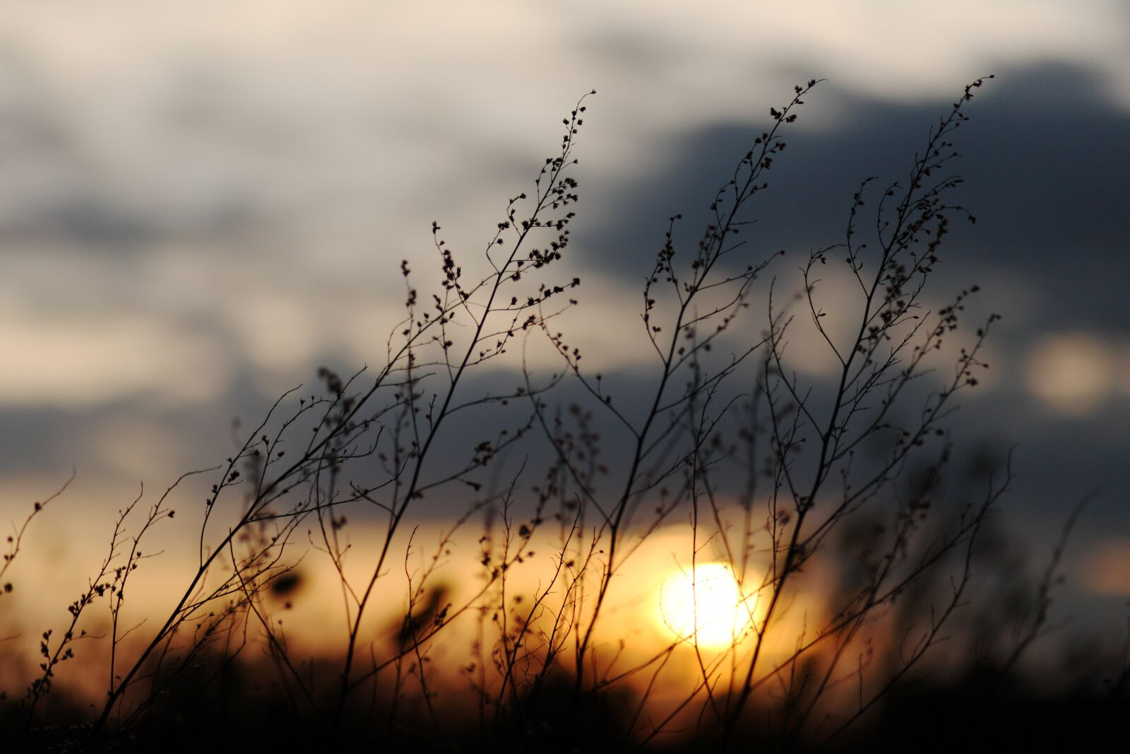 Canon EOS 5D sample photo. Sunset, grasses, twilight photography