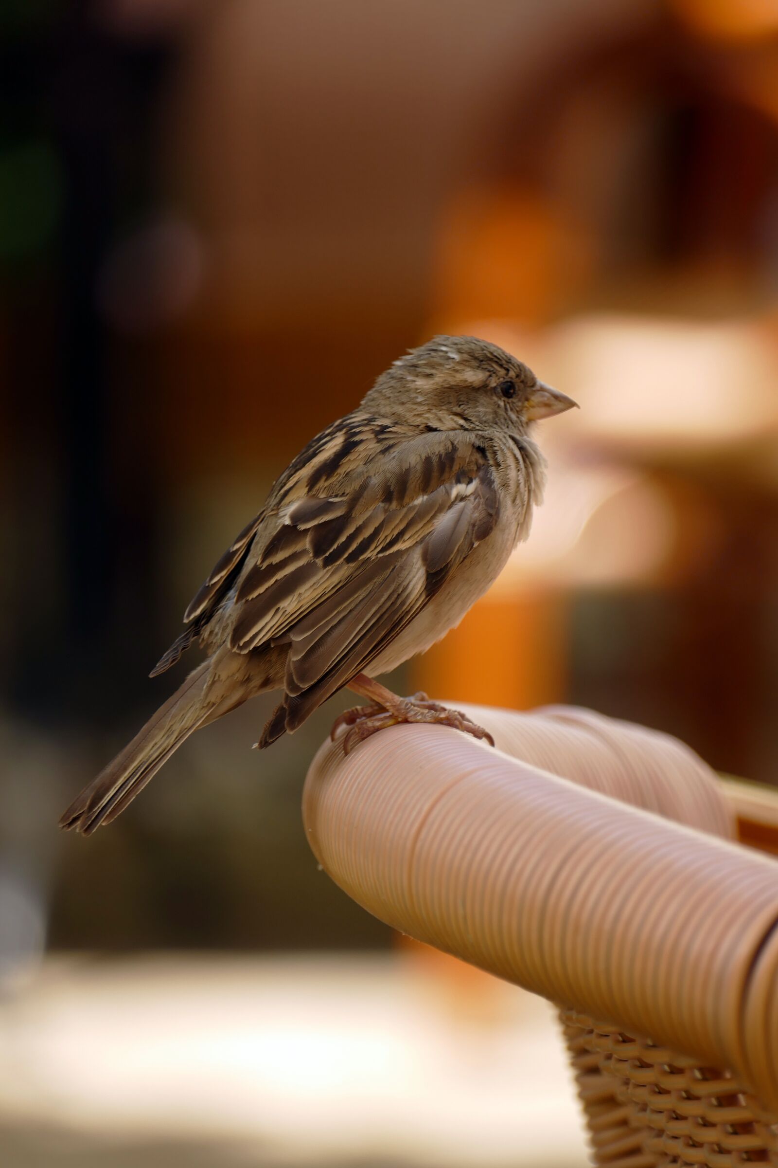 Panasonic Lumix DMC-FZ1000 sample photo. Mus, bird, fauna photography