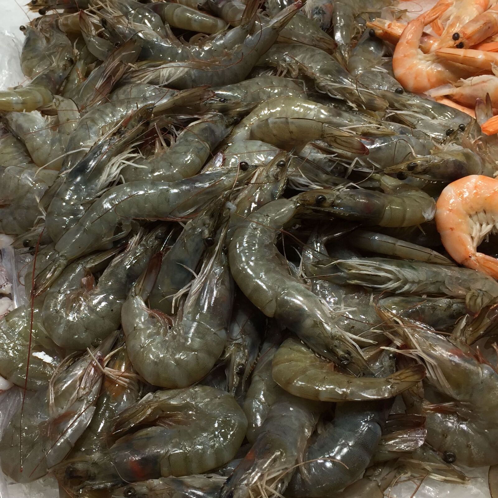 iPhone 6 back camera 4.15mm f/2.2 sample photo. Fish, prawns photography