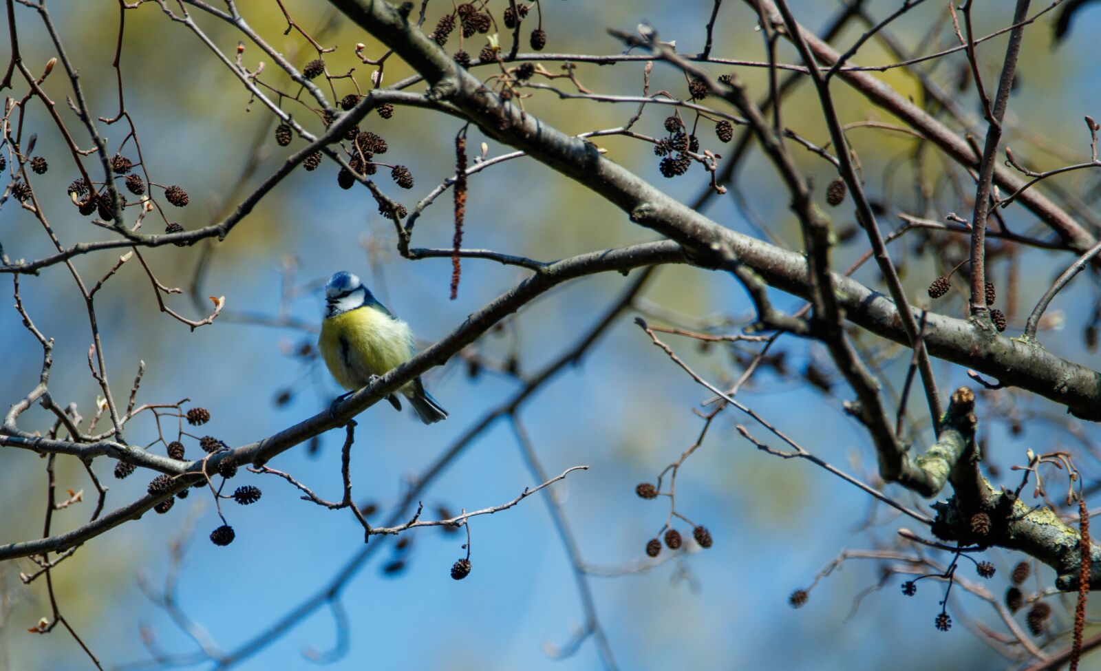 150-600mm F5-6.3 DG OS HSM | Contemporary 015 sample photo. Blue tit, bird, branch photography