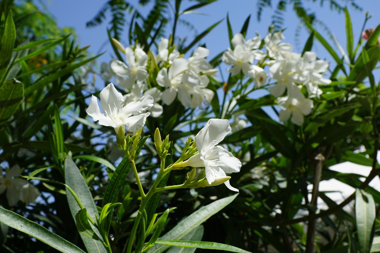 Sony DT 16-50mm F2.8 SSM sample photo. Rhododendron, flower, bush photography