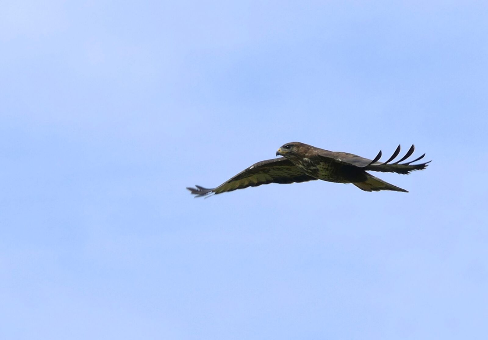 Panasonic Lumix DMC-FZ1000 sample photo. Common buzzard, buteo buteo photography