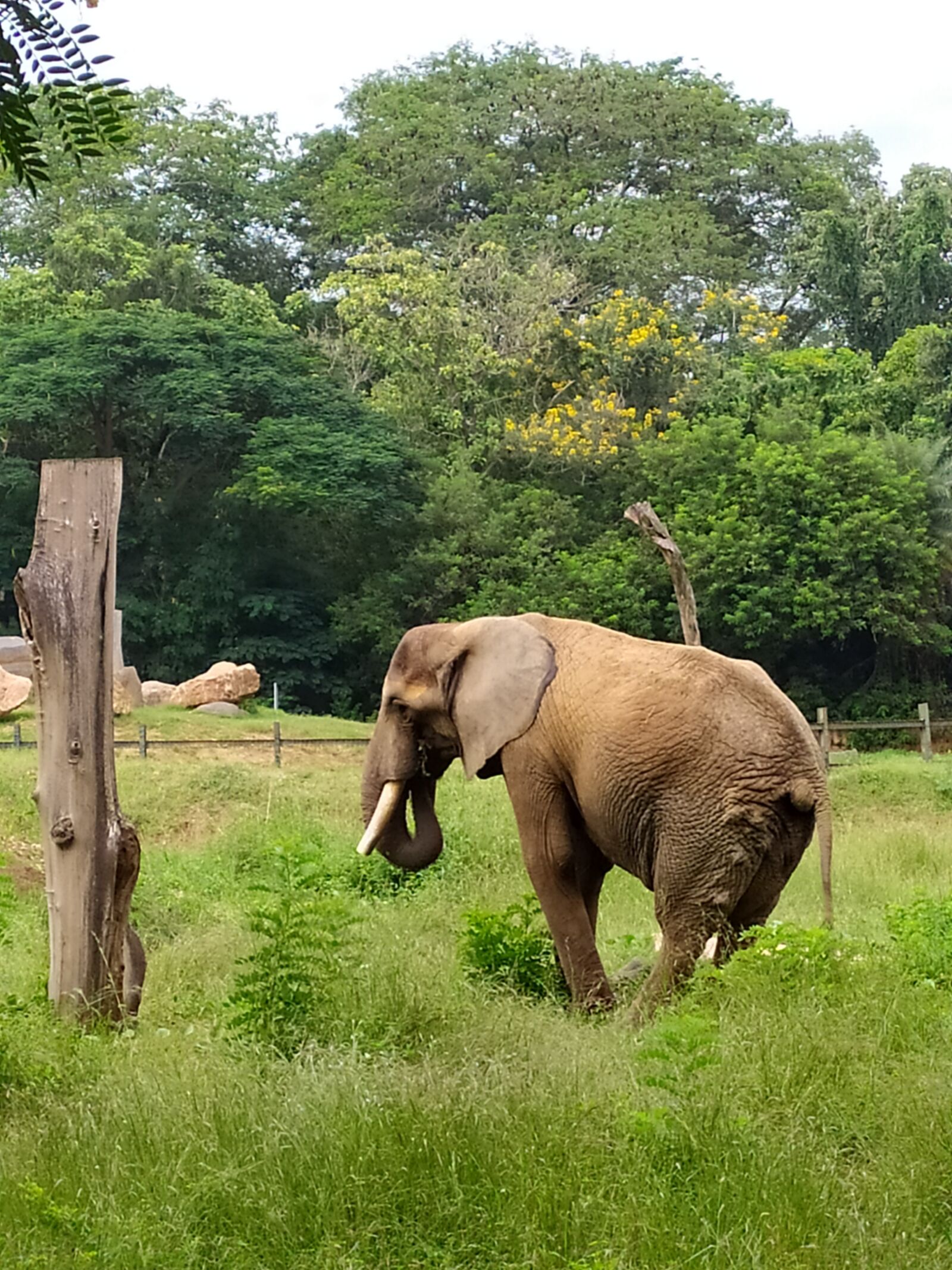 Xiaomi Redmi Note 7S sample photo. Elephant, animal, safari photography
