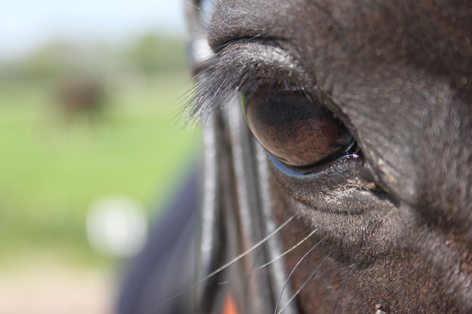 Canon EOS 500D (EOS Rebel T1i / EOS Kiss X3) sample photo. Paardenoog, horse, pony photography
