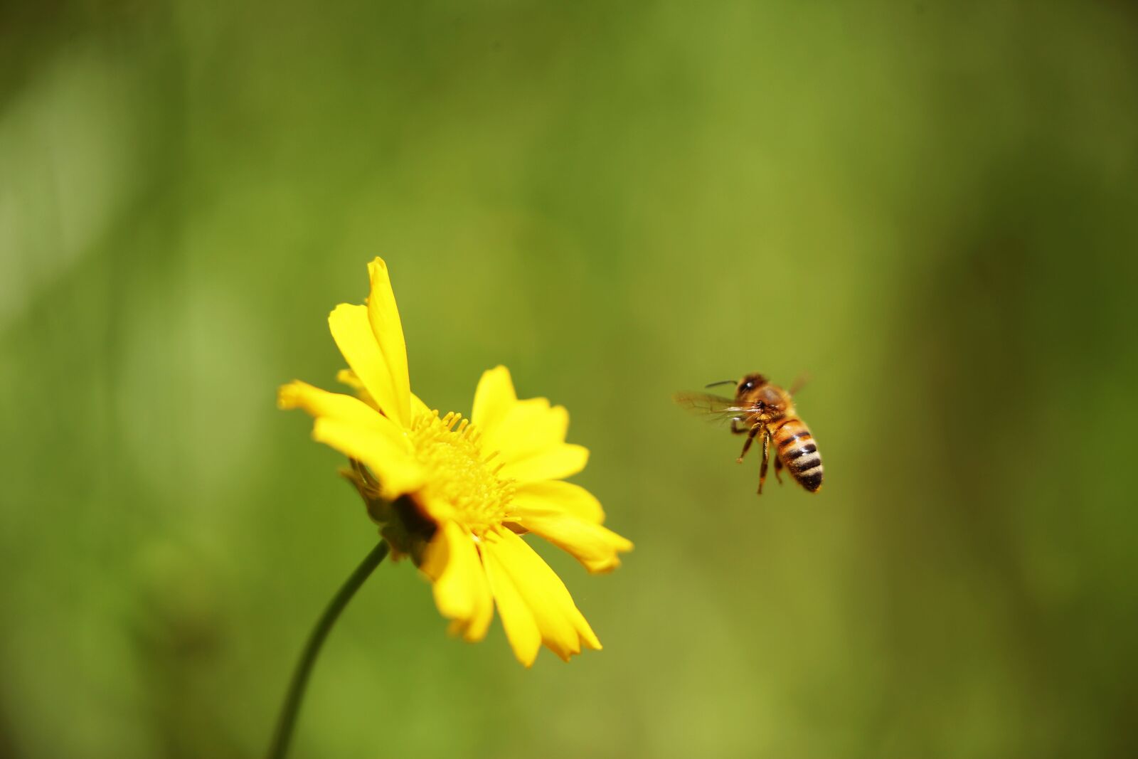 Canon EOS-1D X sample photo. Yellow flower, honeybee, in photography