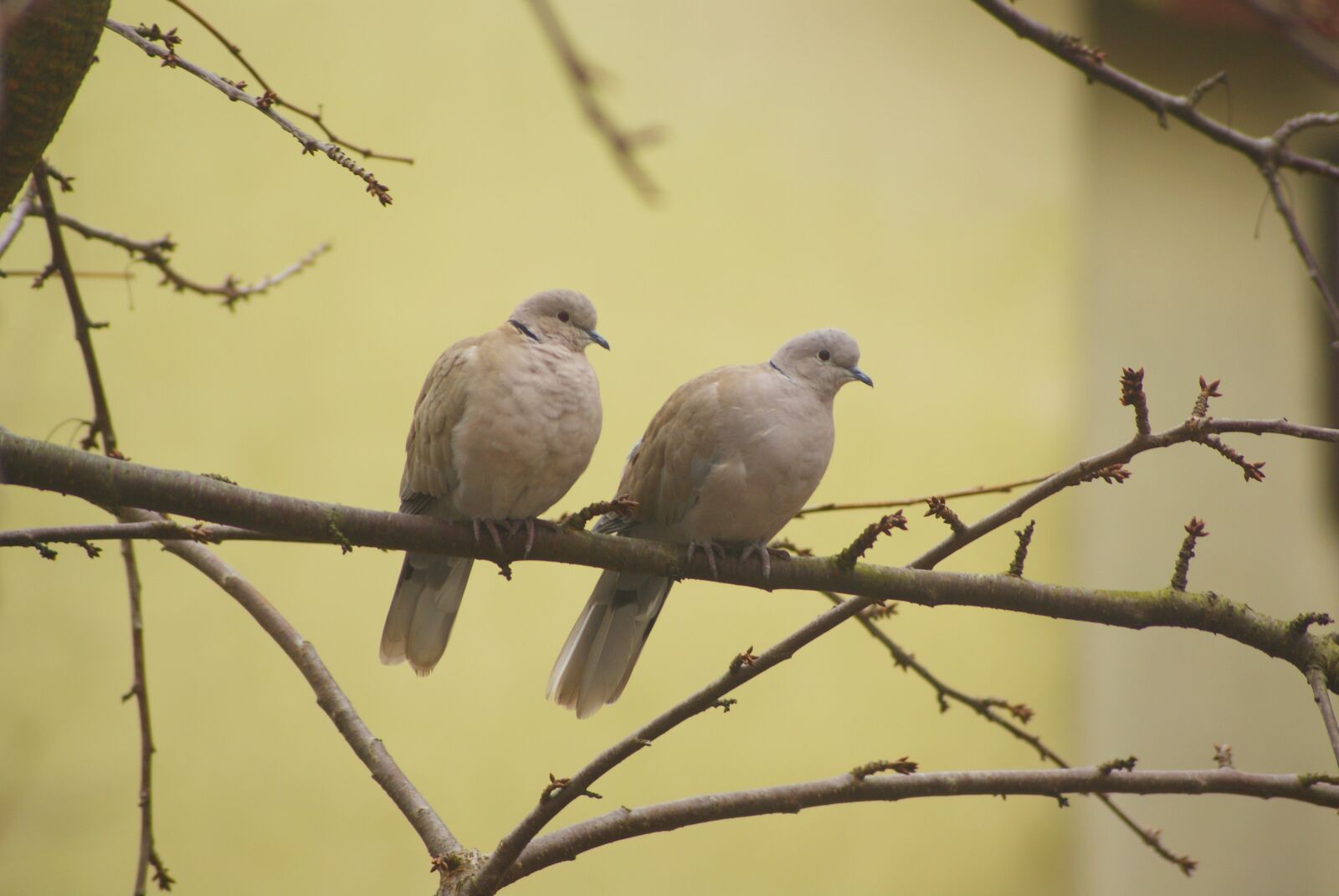 Sony Alpha DSLR-A300 sample photo. Synogarlica, synogarlice, collared dove photography