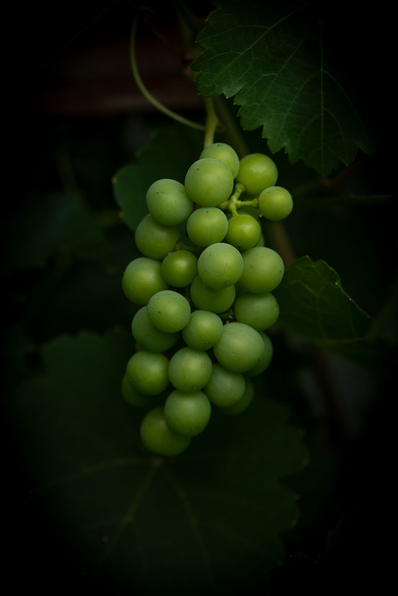 Nikon D750 sample photo. Grapes, green, immature photography