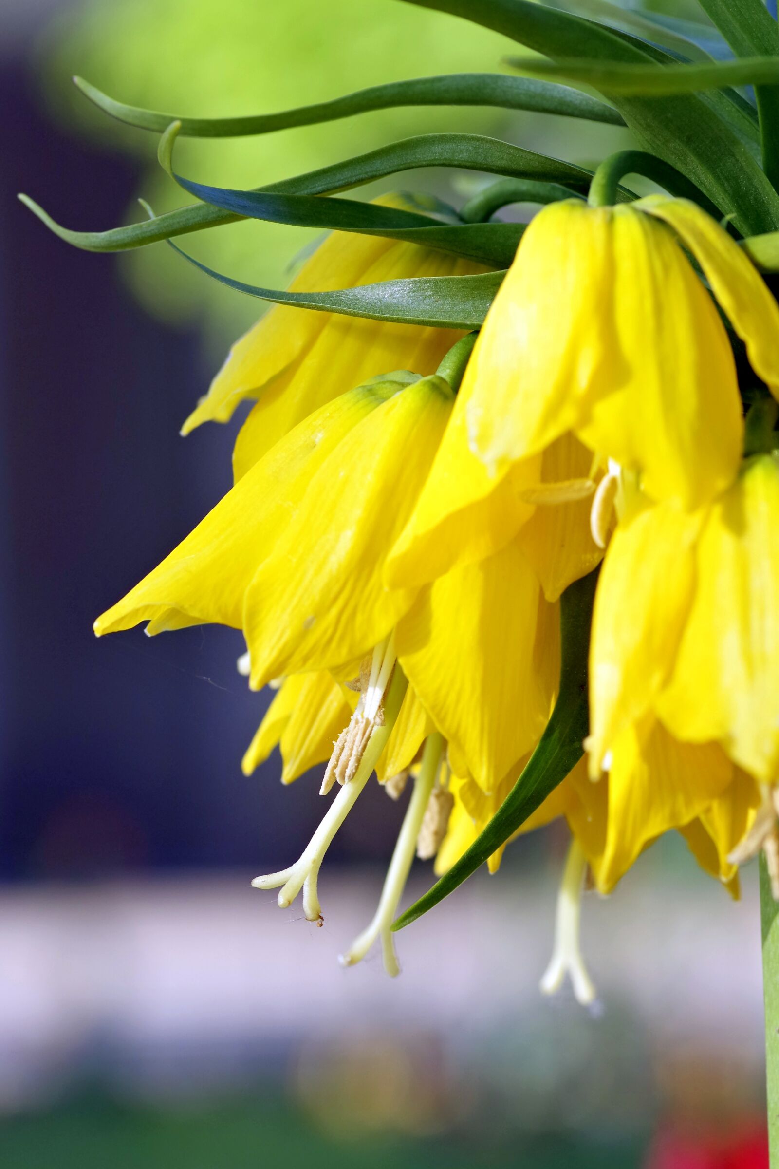 Pentax K-S2 sample photo. Flowers, yellow, ringtones photography