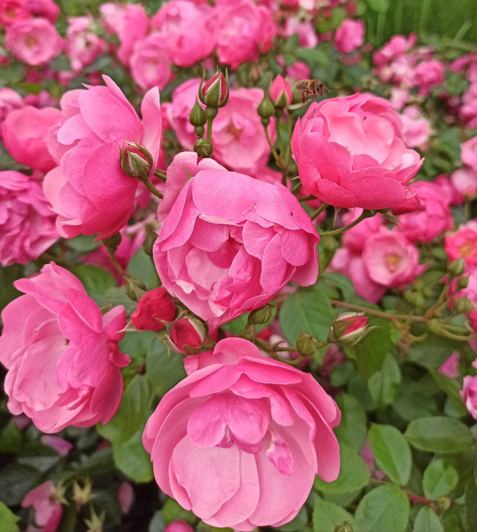 Xiaomi Redmi Note 8 Pro sample photo. Pink, roses, blossoms photography