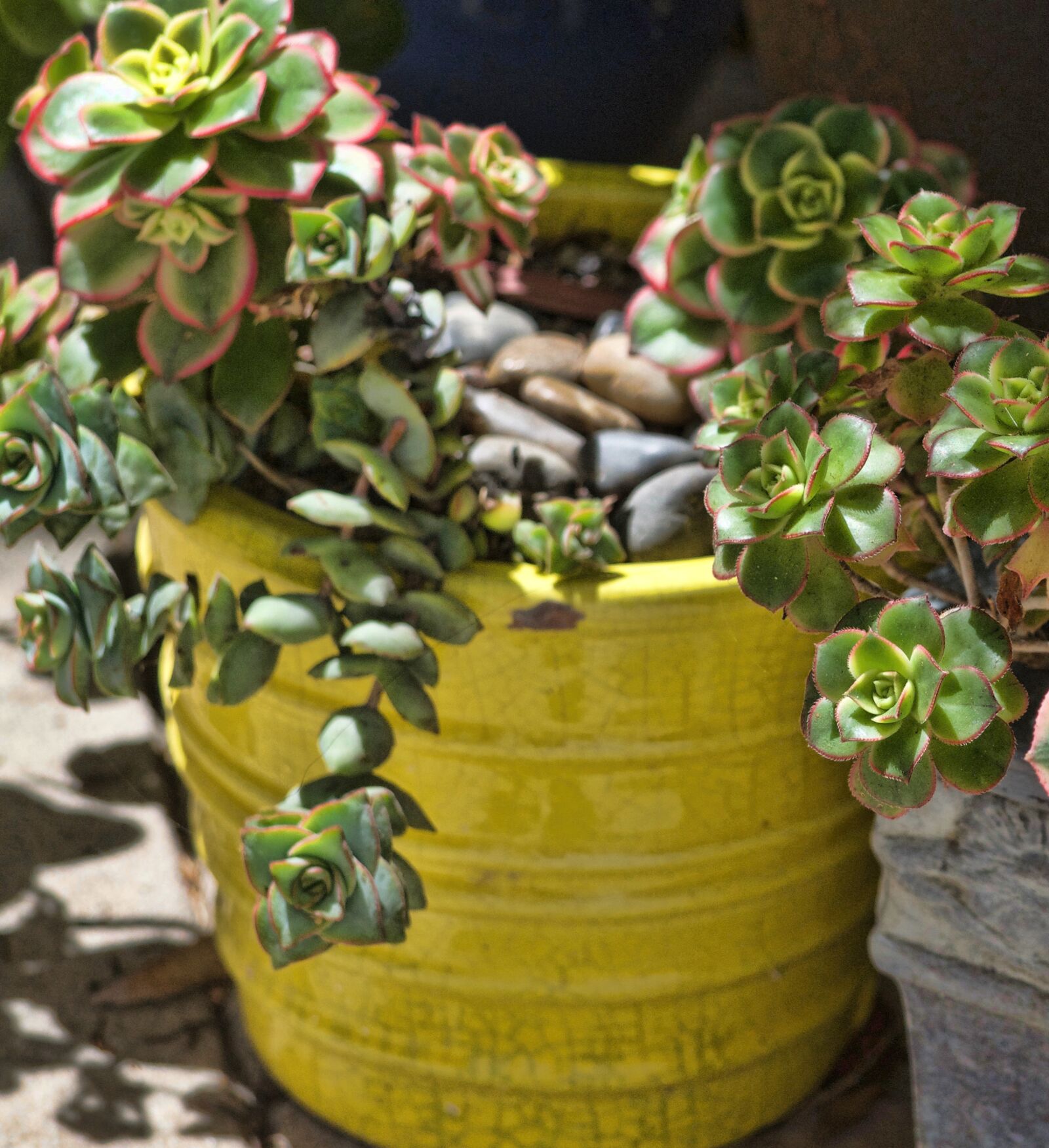 Nikon D5100 sample photo. Beautiful, succulents, red, edged photography