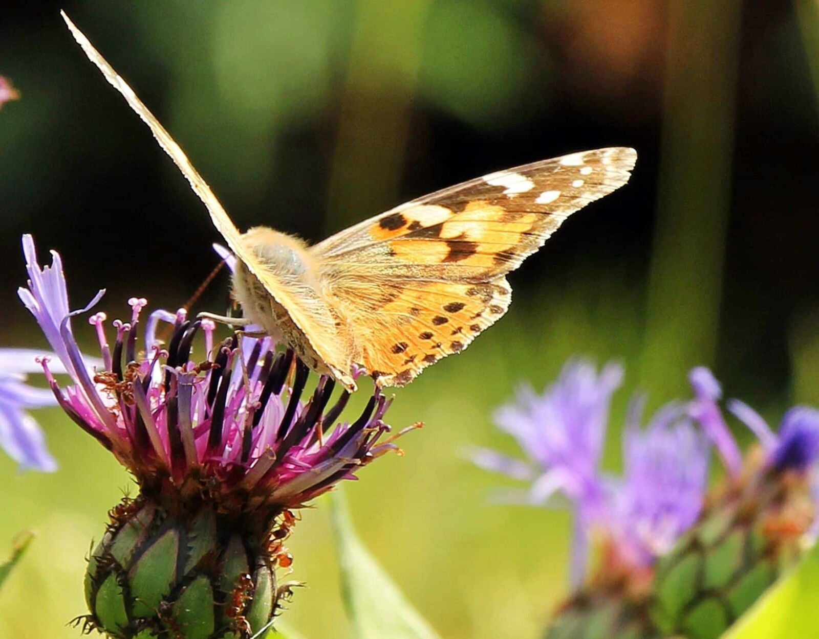 Canon EOS 550D (EOS Rebel T2i / EOS Kiss X4) sample photo. Flower, moth, insect, wildlife photography