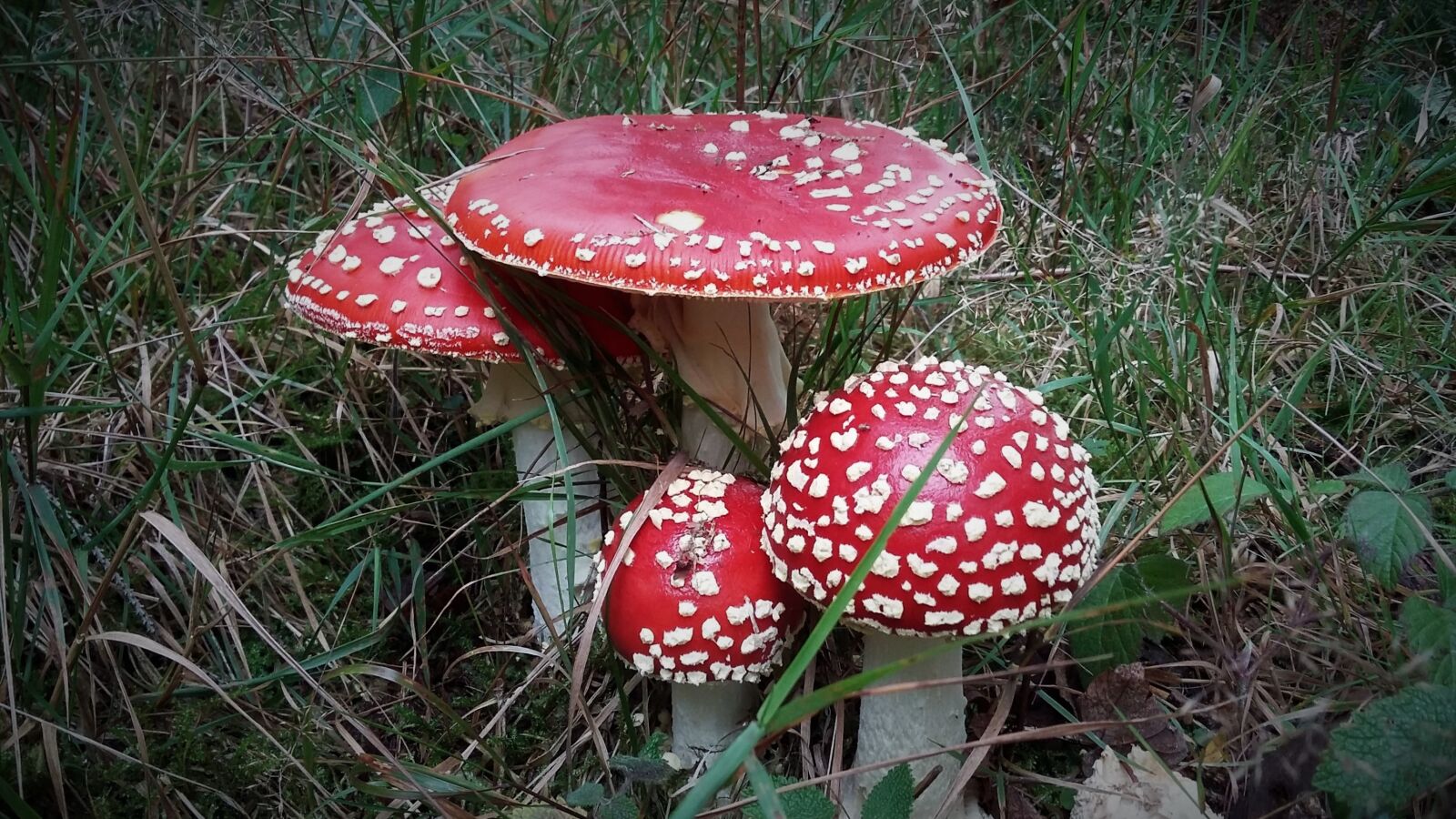 Samsung Galaxy Grand Prime sample photo. Fly agaric, mushroom, toxic photography