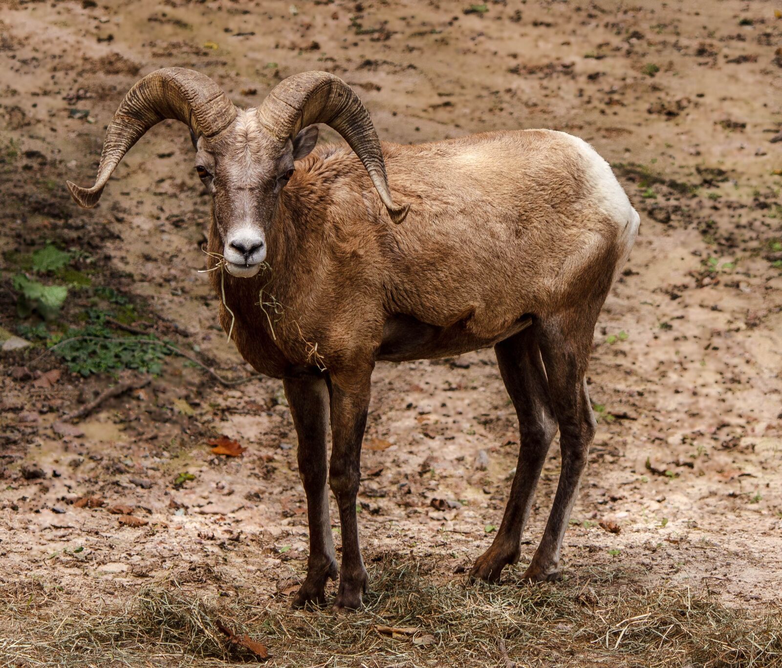 Canon EOS 600D (Rebel EOS T3i / EOS Kiss X5) sample photo. Bighorn sheep, bighorn ram photography