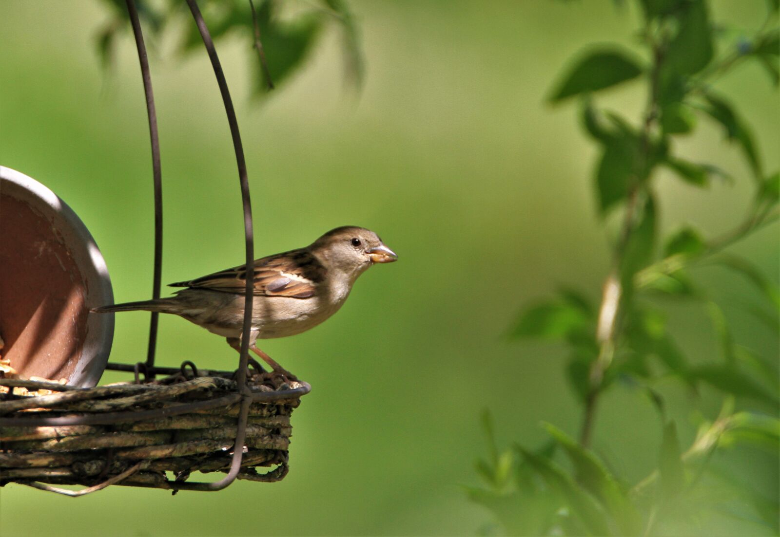 Canon EOS 7D sample photo. Sparrow, songbird, bird photography