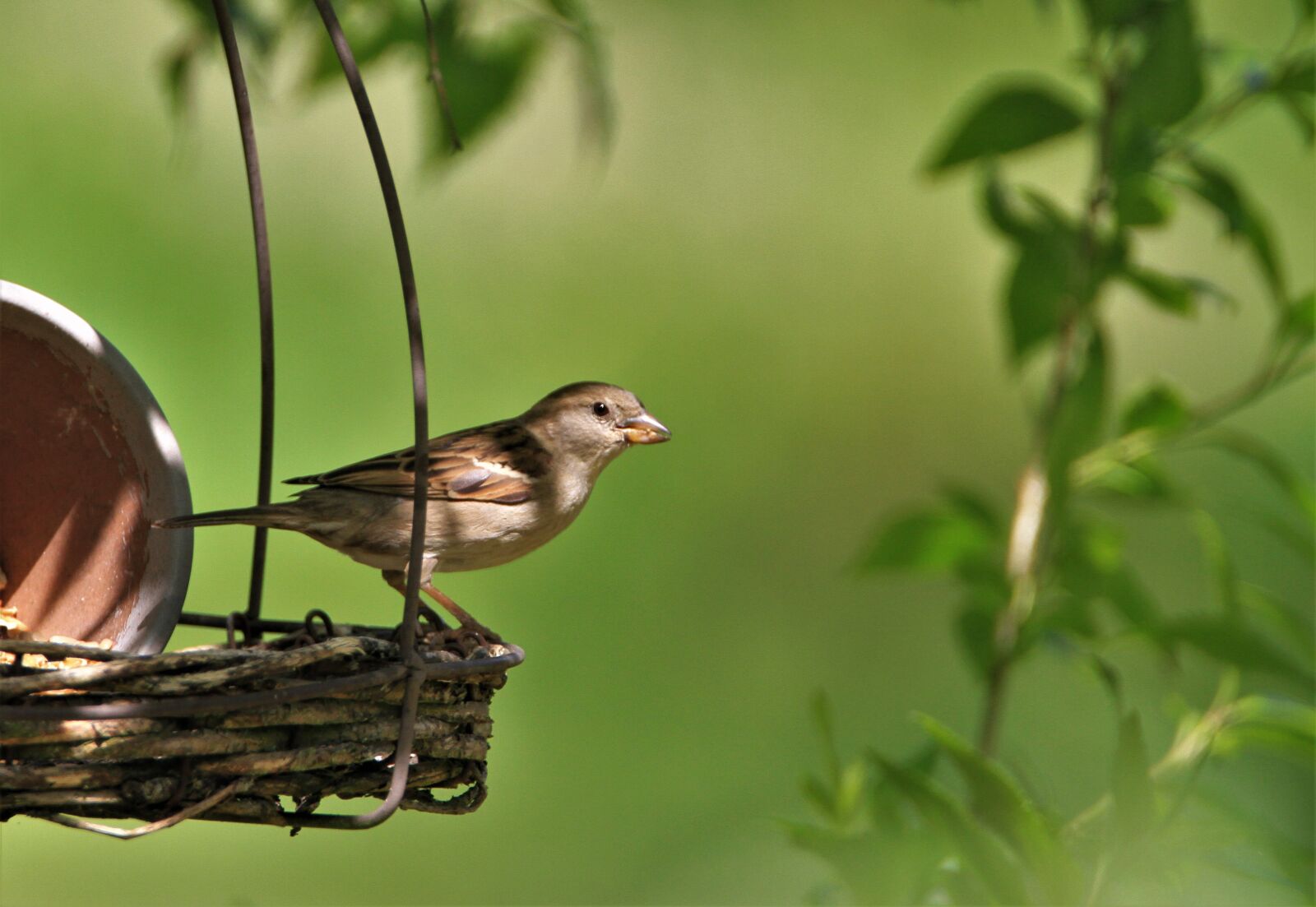 Tamron SP 150-600mm F5-6.3 Di VC USD sample photo. Sparrow, songbird, bird photography