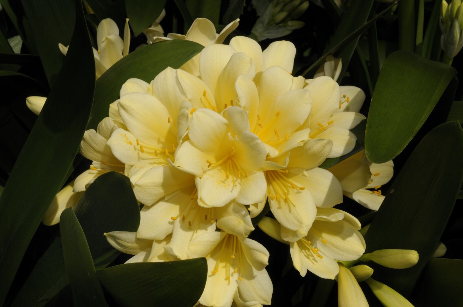 Nikon D300 sample photo. Orchid, flower, blossom photography