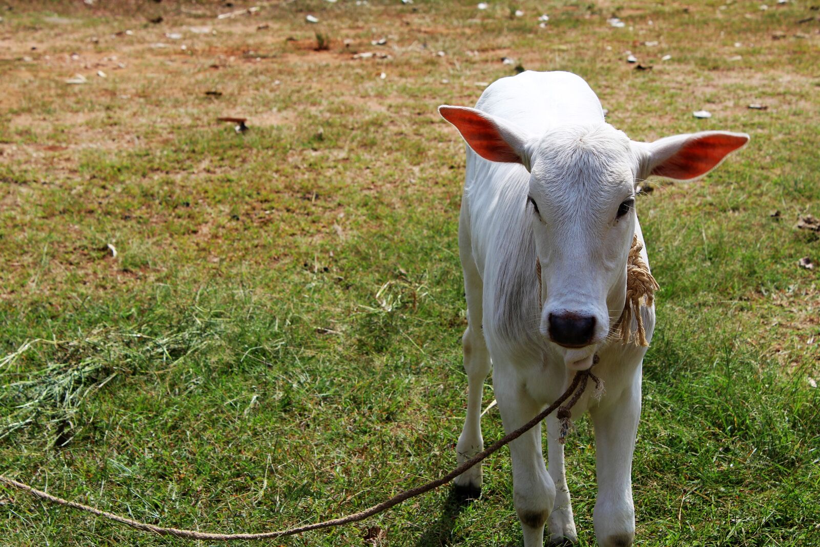 Canon EOS 1200D (EOS Rebel T5 / EOS Kiss X70 / EOS Hi) sample photo. Calf, small, animal photography