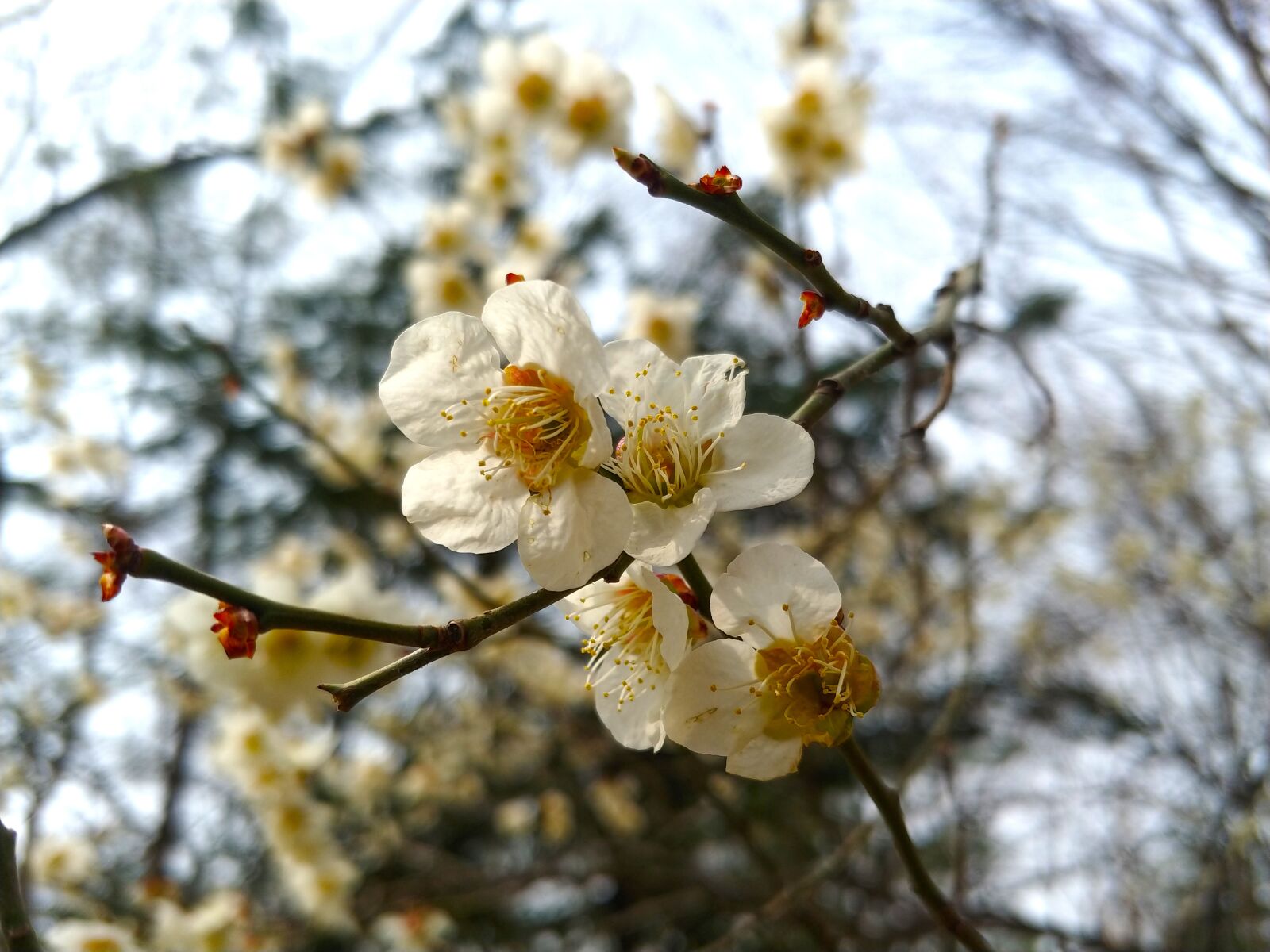 LG M-V300L sample photo. Cherry blossoms, nature, natural photography