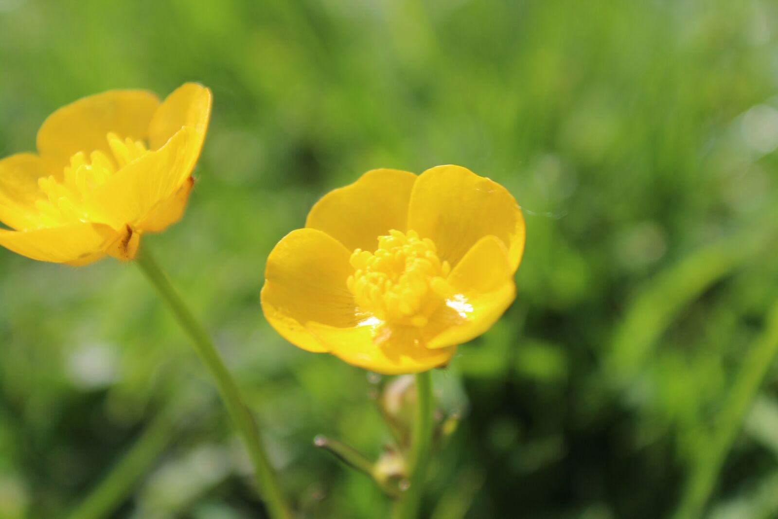 Canon EOS 1200D (EOS Rebel T5 / EOS Kiss X70 / EOS Hi) sample photo. Buttercup, field, bright photography