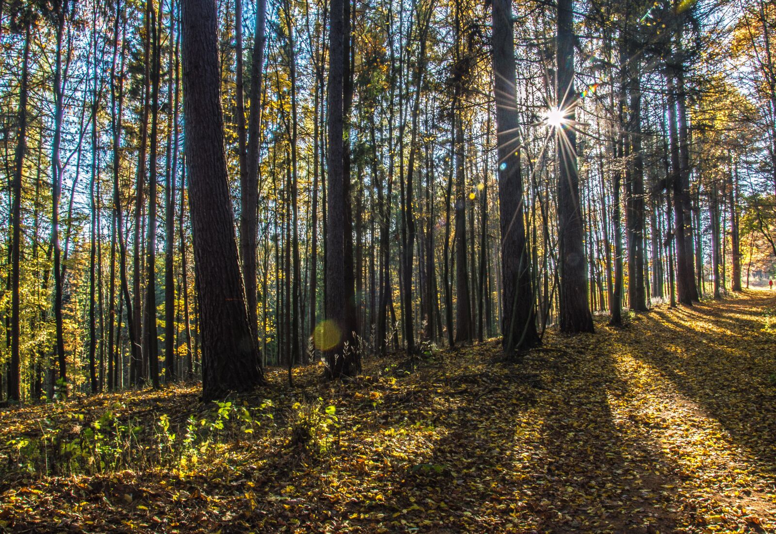 Nikon D3200 sample photo. Sun, autumn, sunset photography