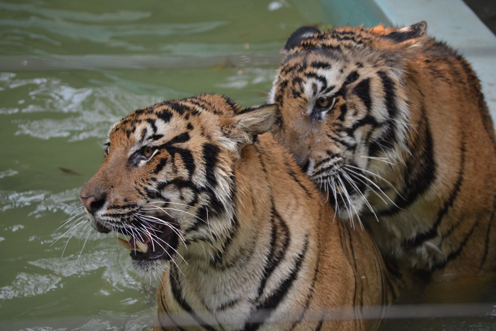 Nikon D3100 sample photo. Tiger, wild, thailand photography