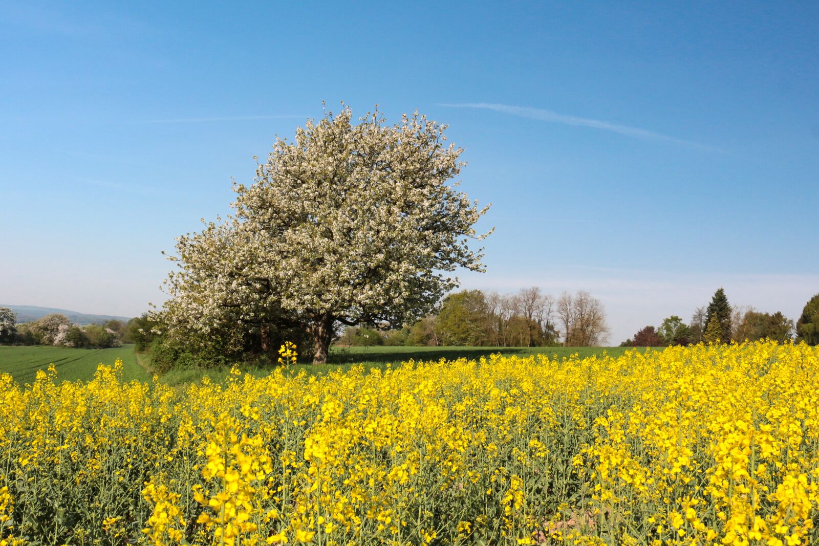 Canon EOS 700D (EOS Rebel T5i / EOS Kiss X7i) sample photo. Landscape, nature, field photography