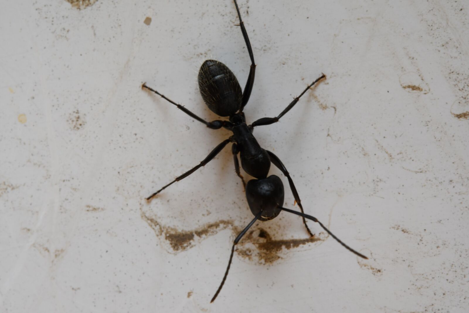 Nikon D7500 sample photo. Ant, insect, animal photography