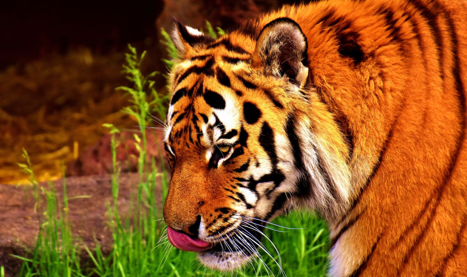 Nikon D7200 sample photo. Tiger, predator, fur photography