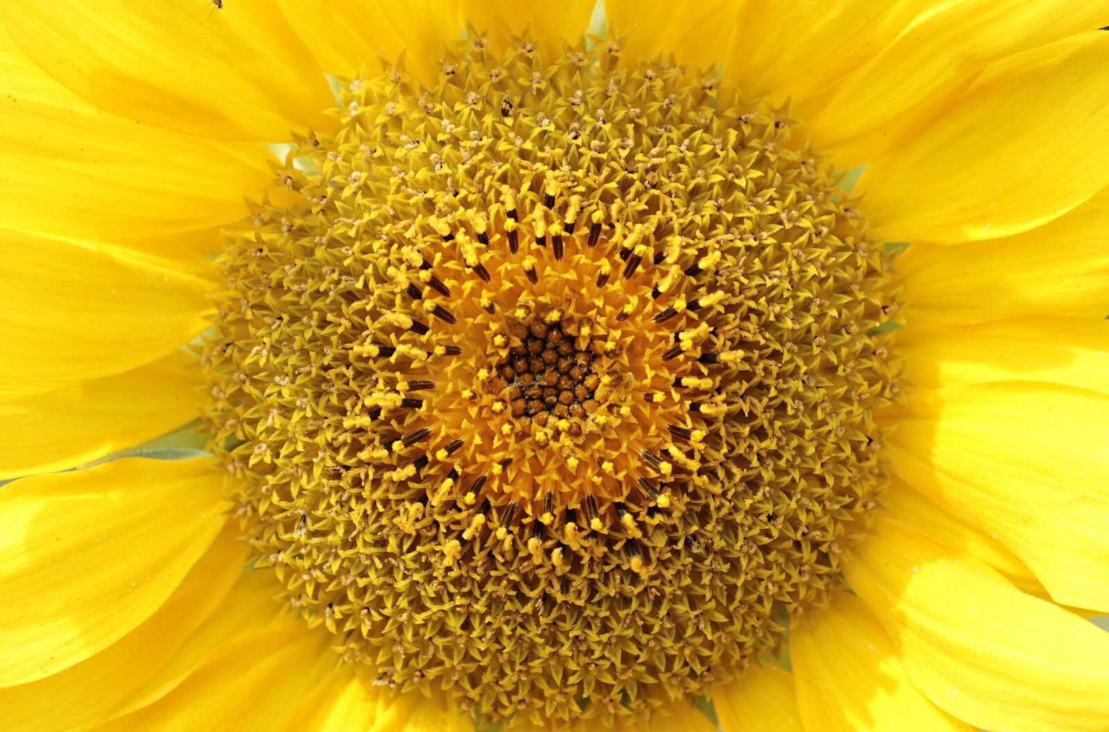 Canon EOS 100D (EOS Rebel SL1 / EOS Kiss X7) sample photo. Sunflower, helianthus, flower photography