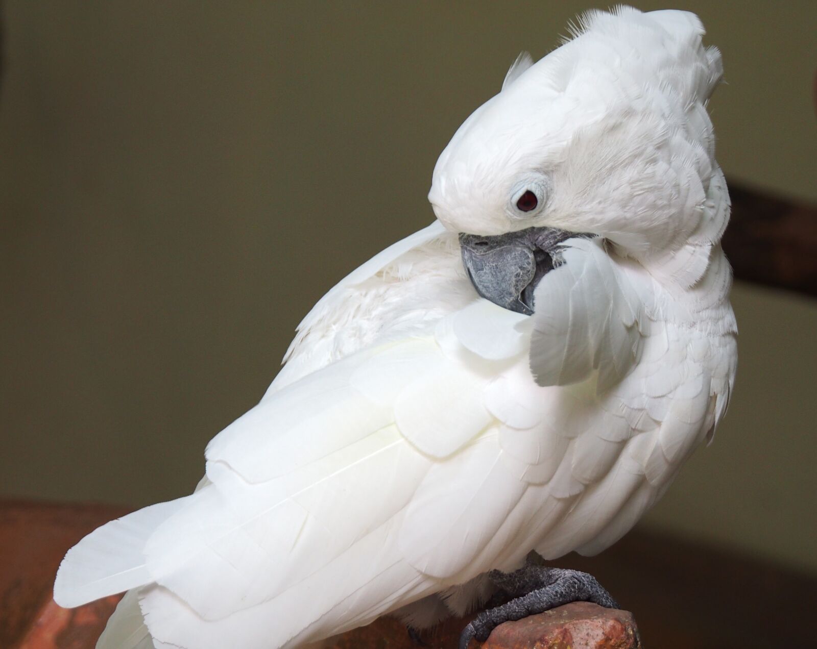 Olympus OM-D E-M5 sample photo. Bird, parrot, cockatoo photography