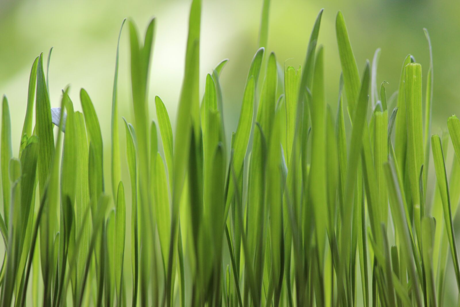 Canon EOS 600D (Rebel EOS T3i / EOS Kiss X5) sample photo. Grass, nature, greens photography